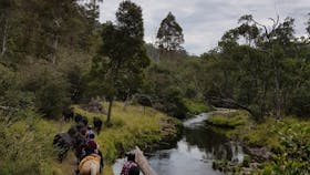 Riders on horseback moving cattle through bush