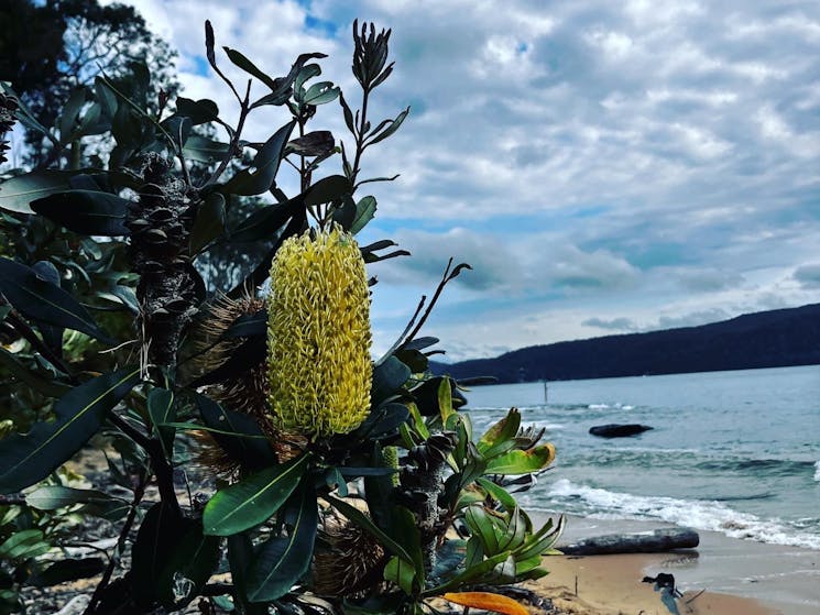 Banksia over beach