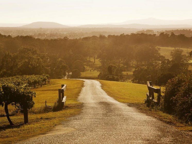 Sunrise over Petersons Vineyards