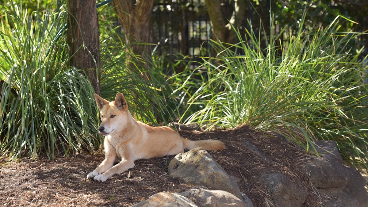 Kupali the Dingo