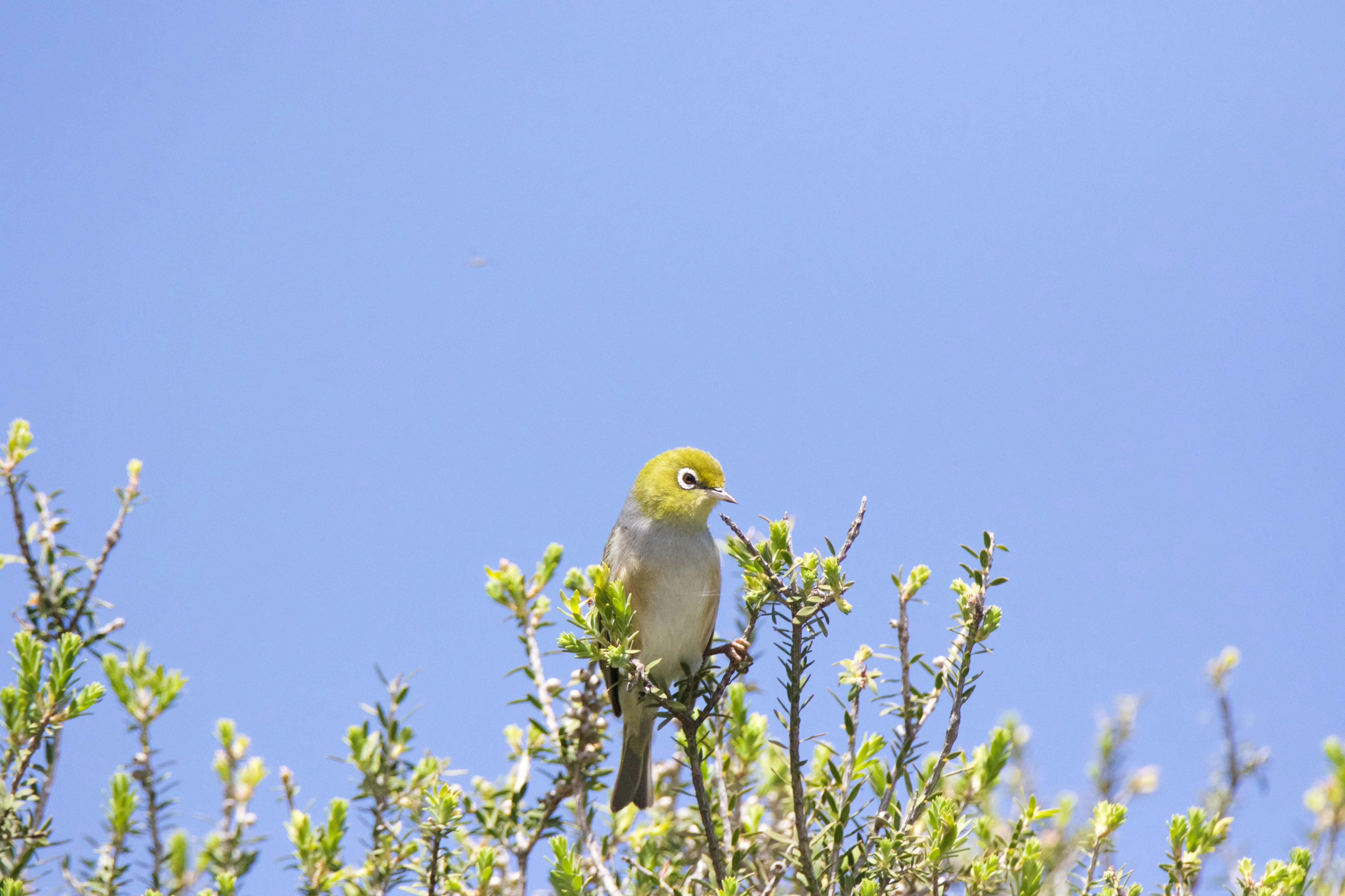 Silvereye perching