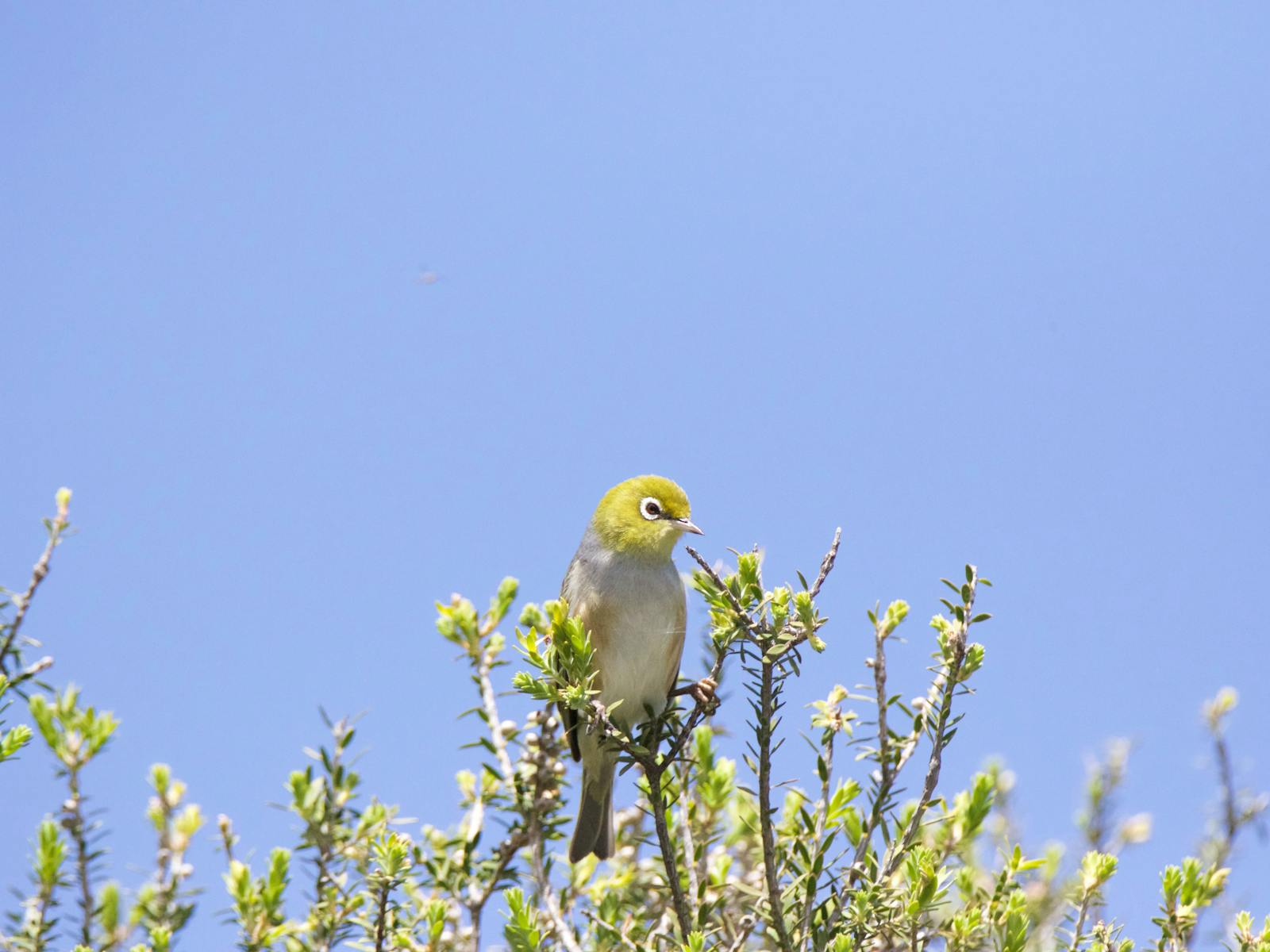 Silvereye perching