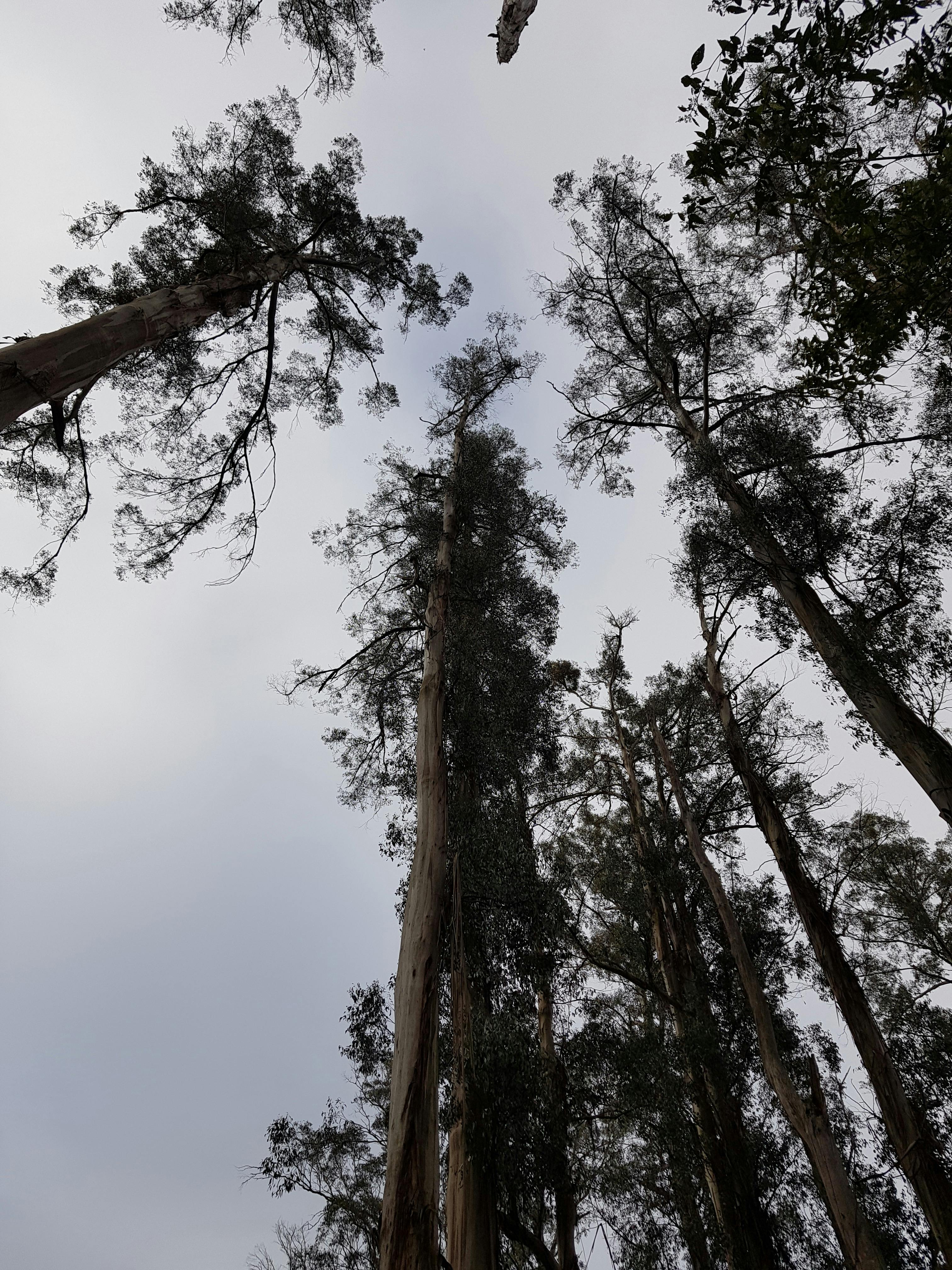 Dandenong Ranges