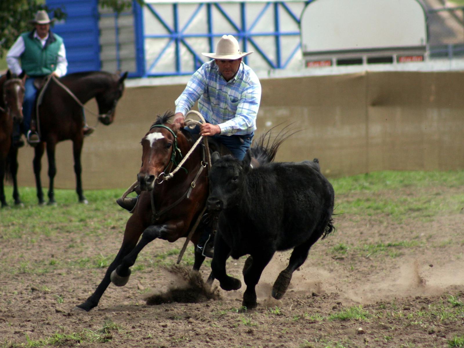 Campdraft - Walcha