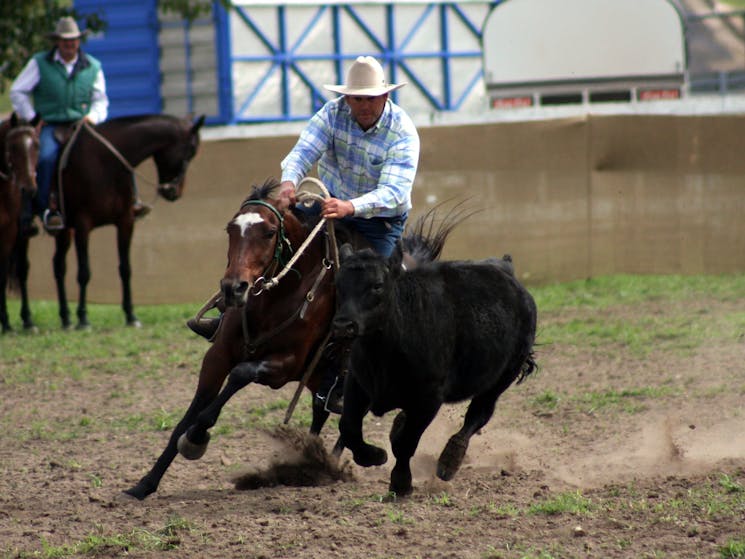 Campdraft - Walcha