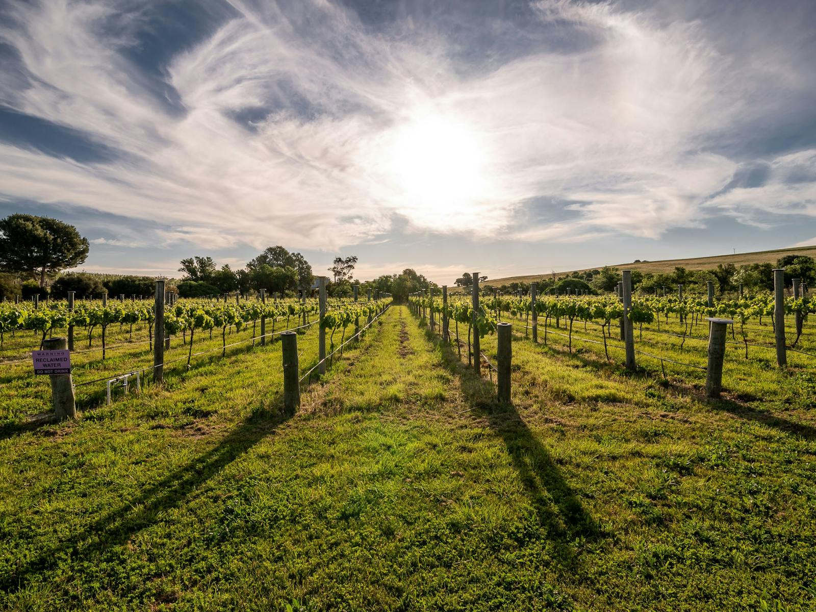 Our Tempranillo vineyard