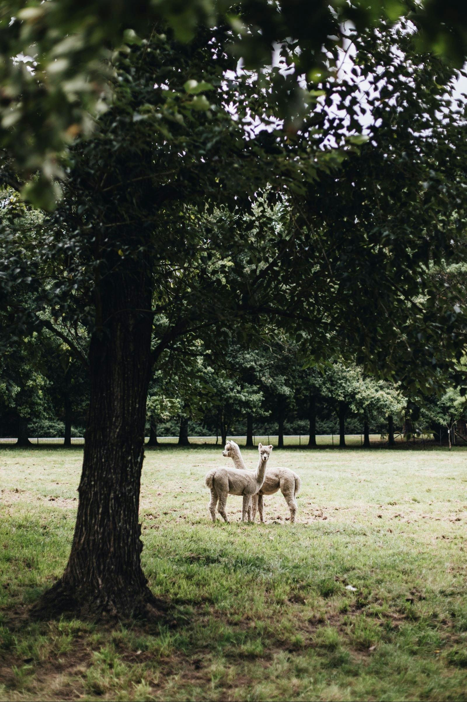 사각 목장의 알파카