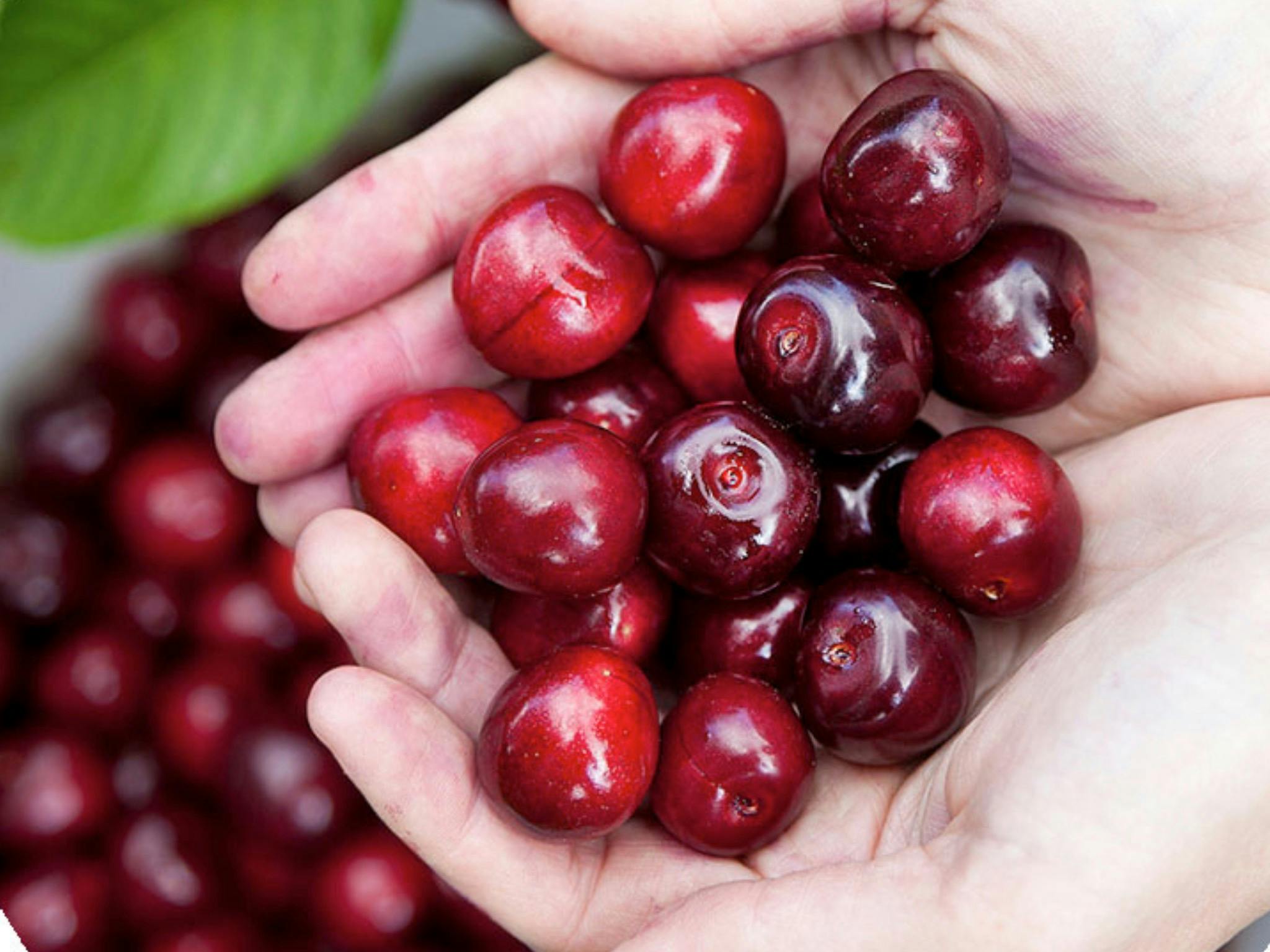 Pick Your Own Cherries at 10s Estate NSW Holidays &