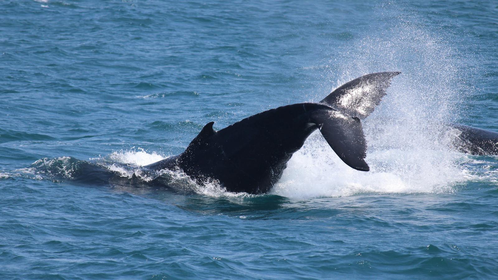 Tail Slapping in Mooloolaba Bay