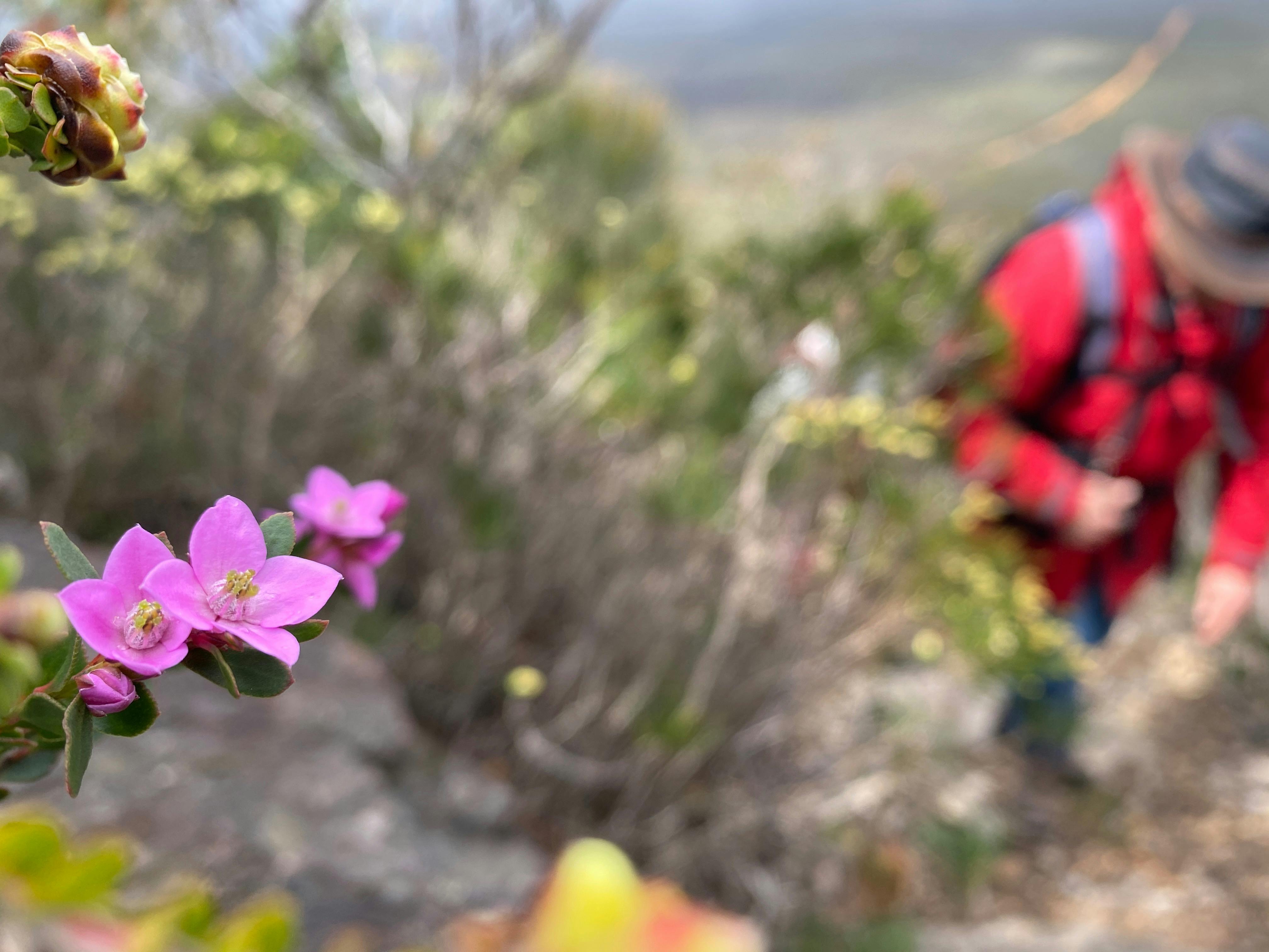Dainty pink flower with four petals in focus with a hiker behind it walking in the Stirling Ranges.