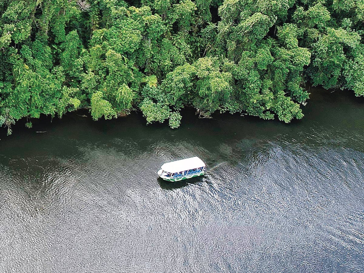 Daintree River rainforest and wildlife cruise