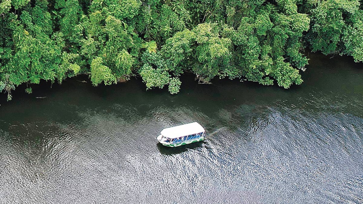 Daintree River rainforest and wildlife cruise