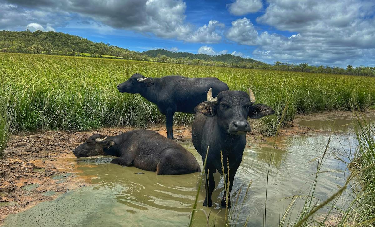 Hectic Valley Hectic Valley Farm | Attractions | Queensland