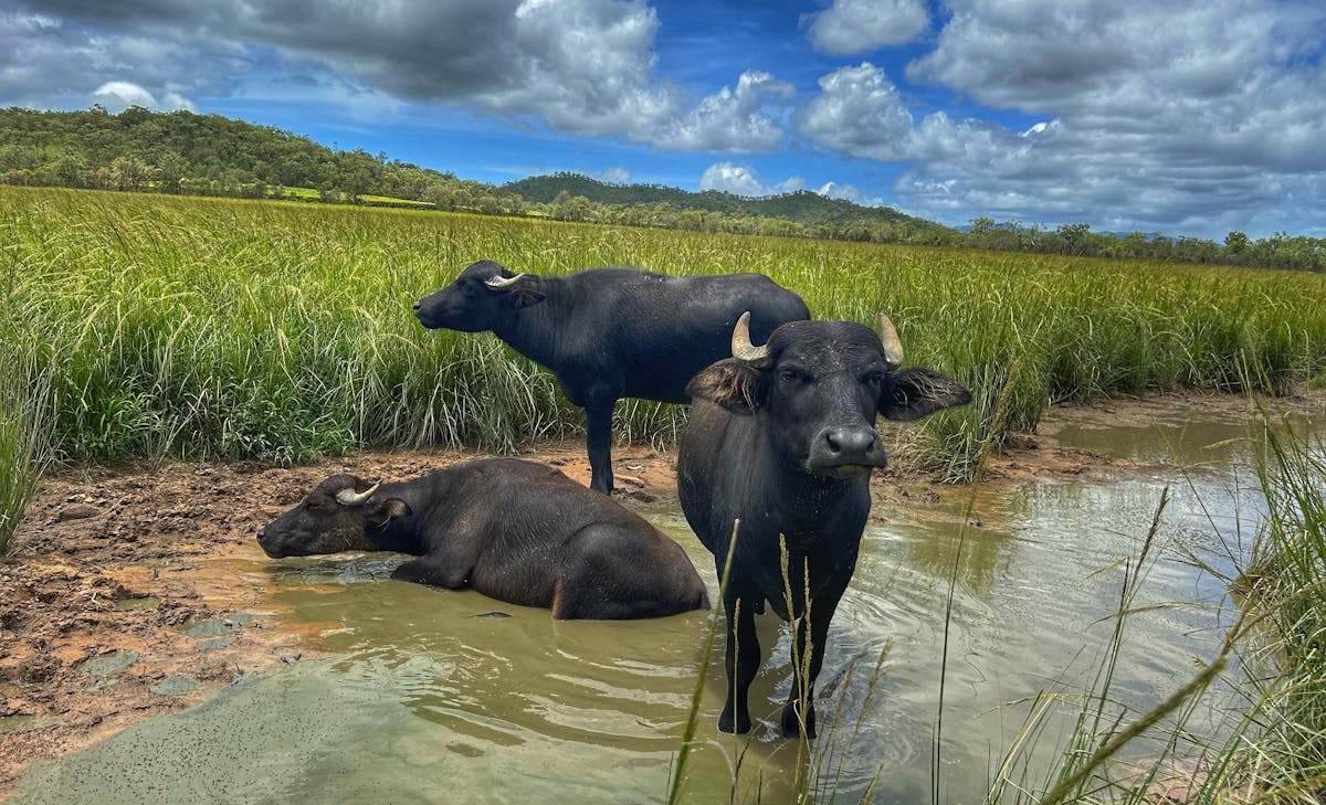 Pig