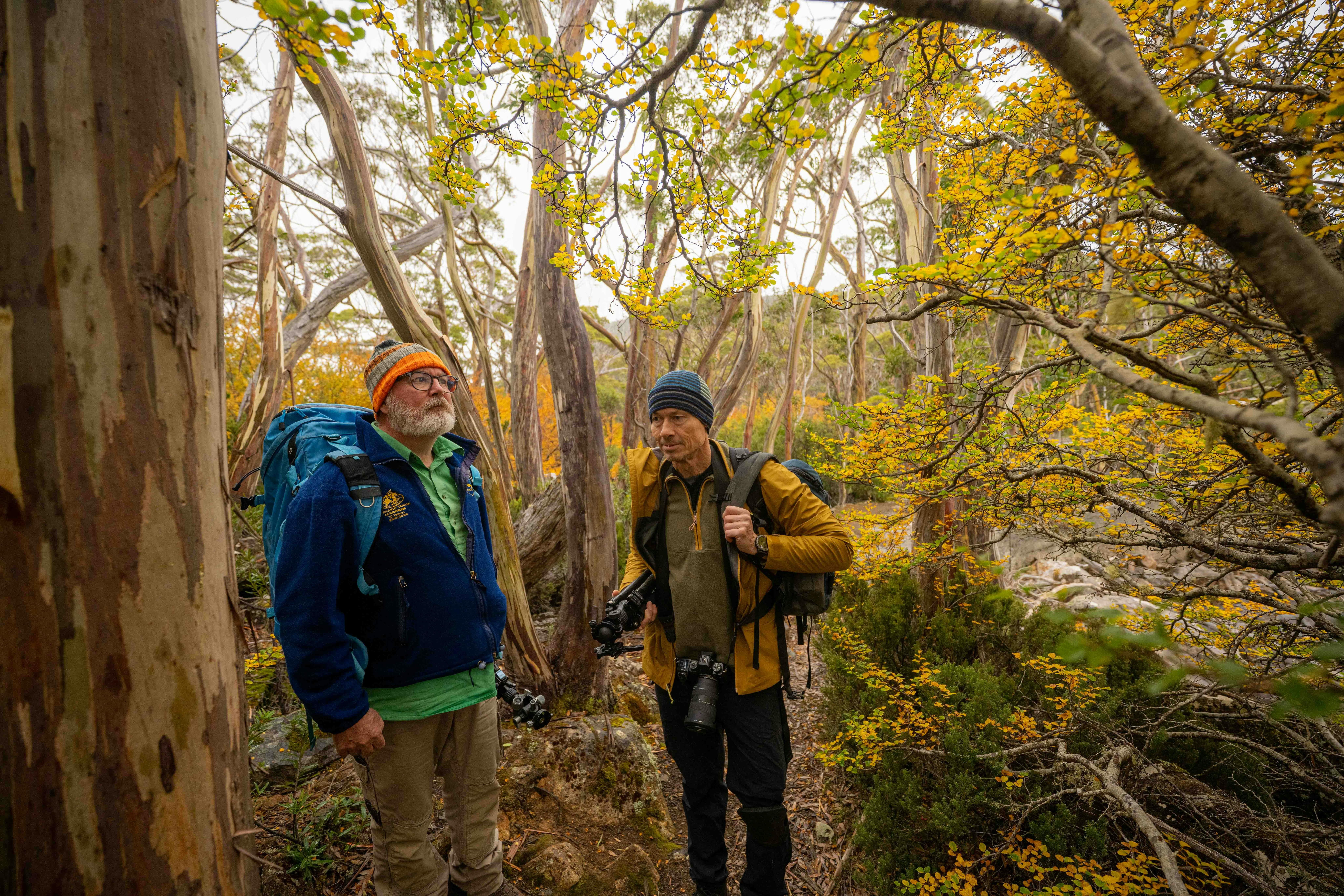 Photographers admiring the fagus in Mt Field National Park Tasmania