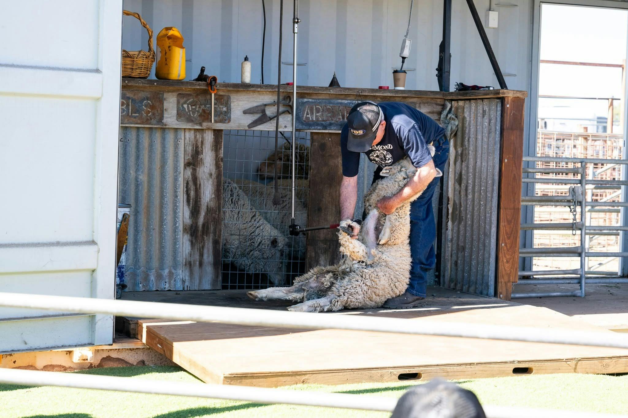 Sheep Shearing
