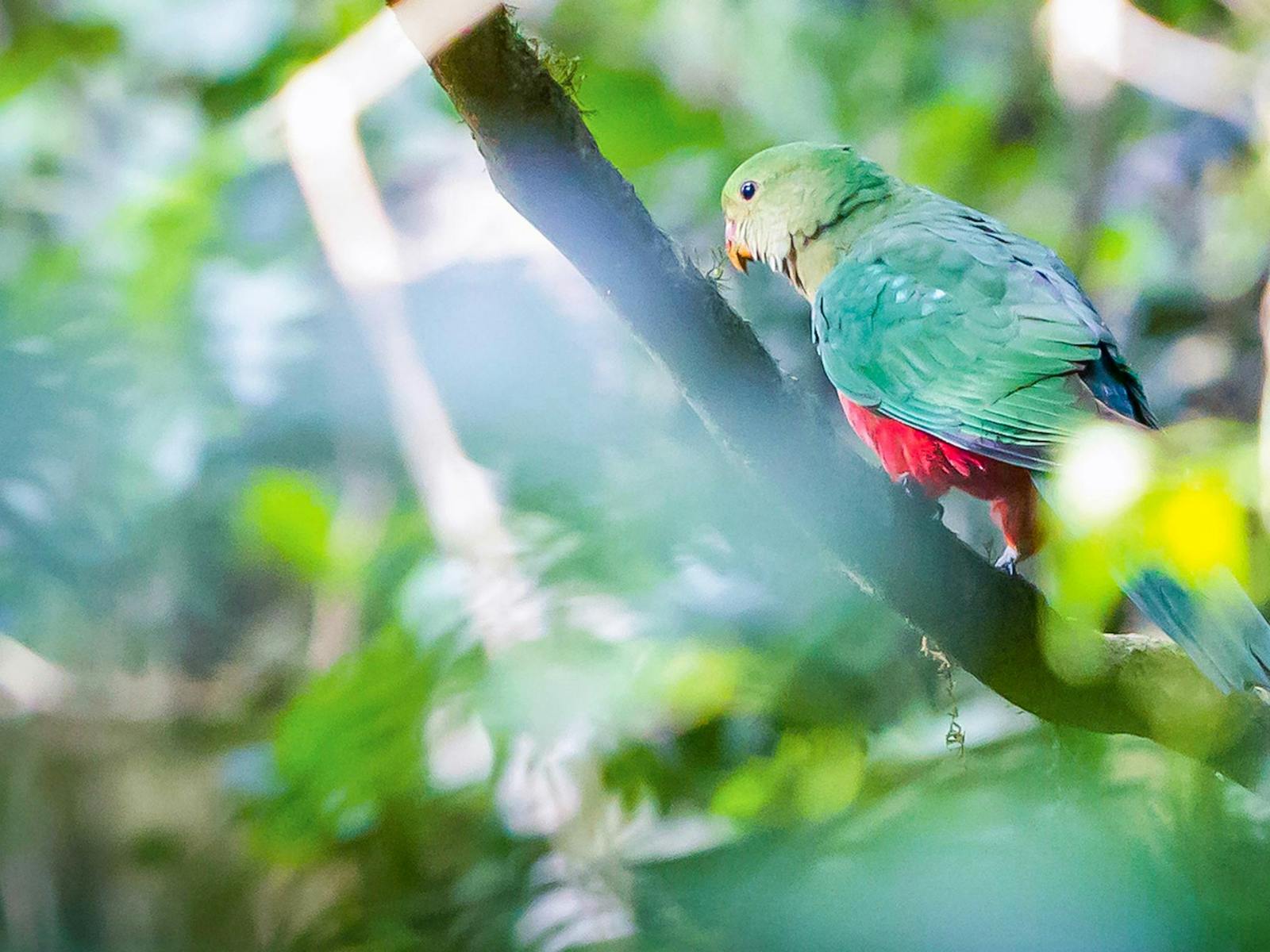緞鳥漫步，多里戈國家公園。照片：羅布·克利裡
