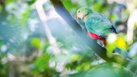 Satinbird Stroll