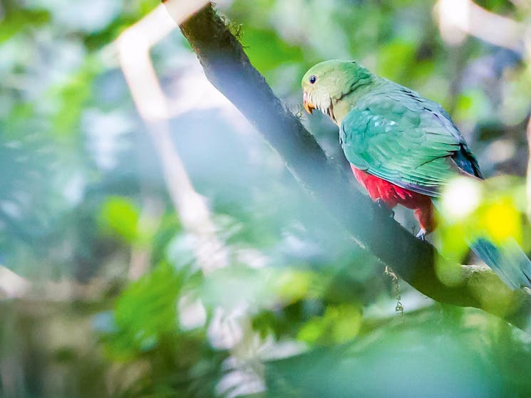 Satinbird stroll, Dorrigo National Park. Photo: Rob Cleary