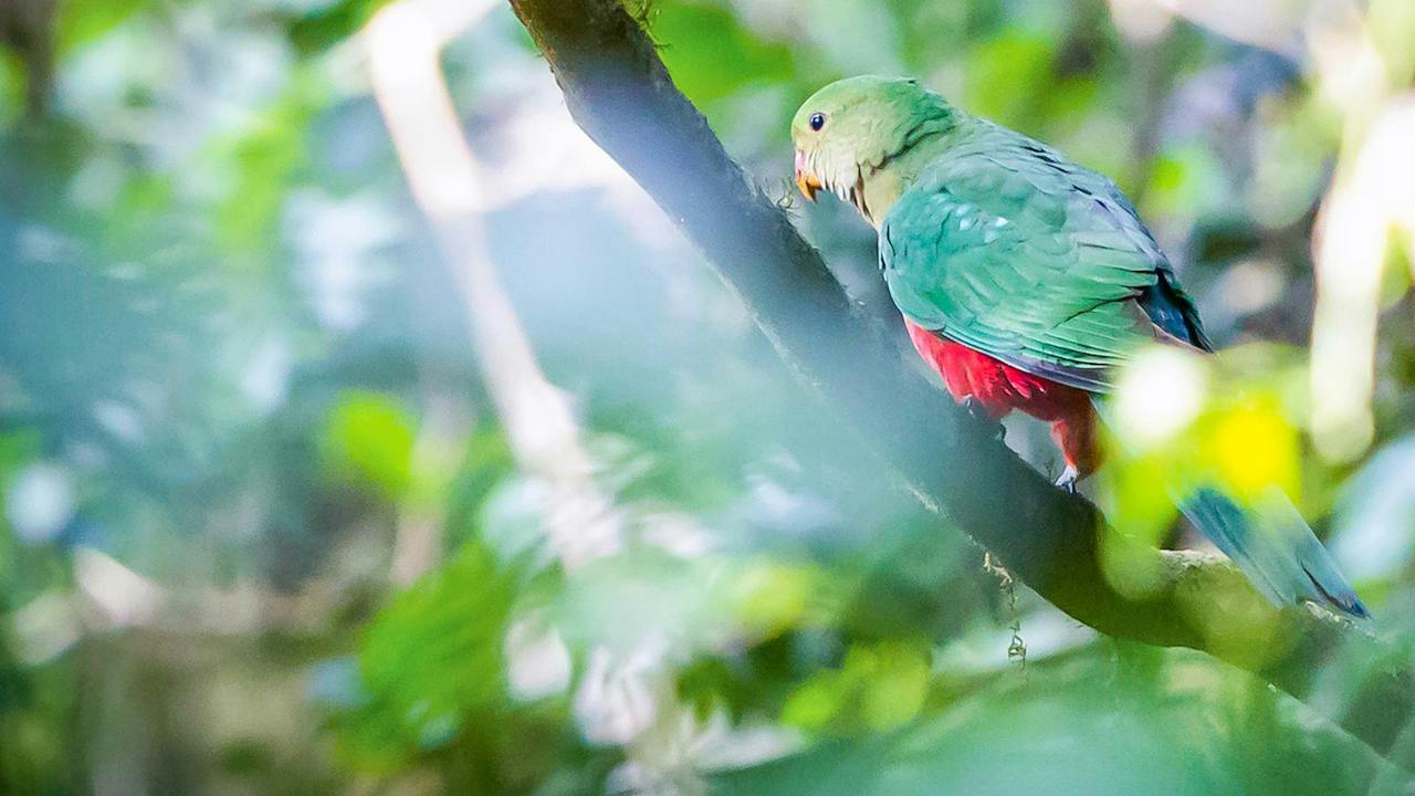 Satinbird Stroll