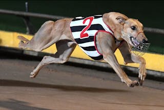 Warrnambool Greyhound Racing Club