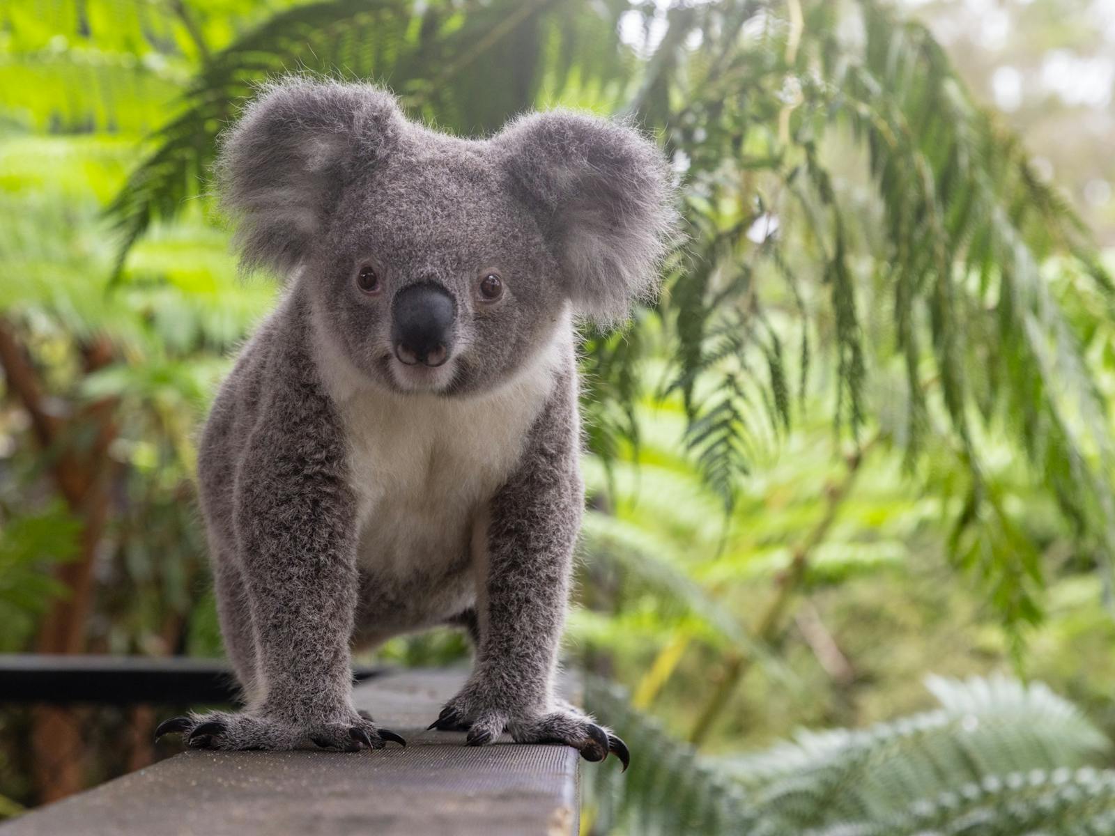 Koala at Australian Reptile Park