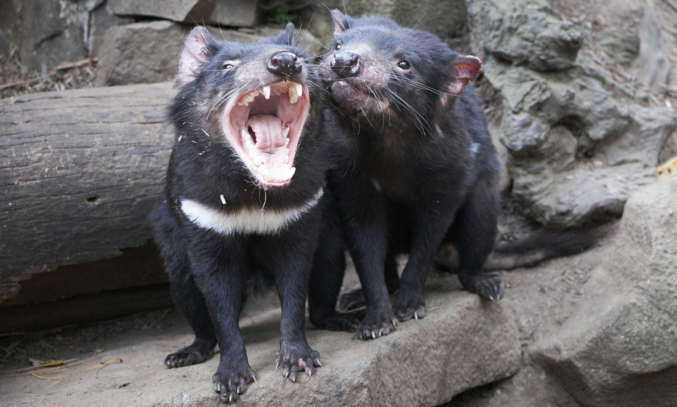 Tasmanian devils