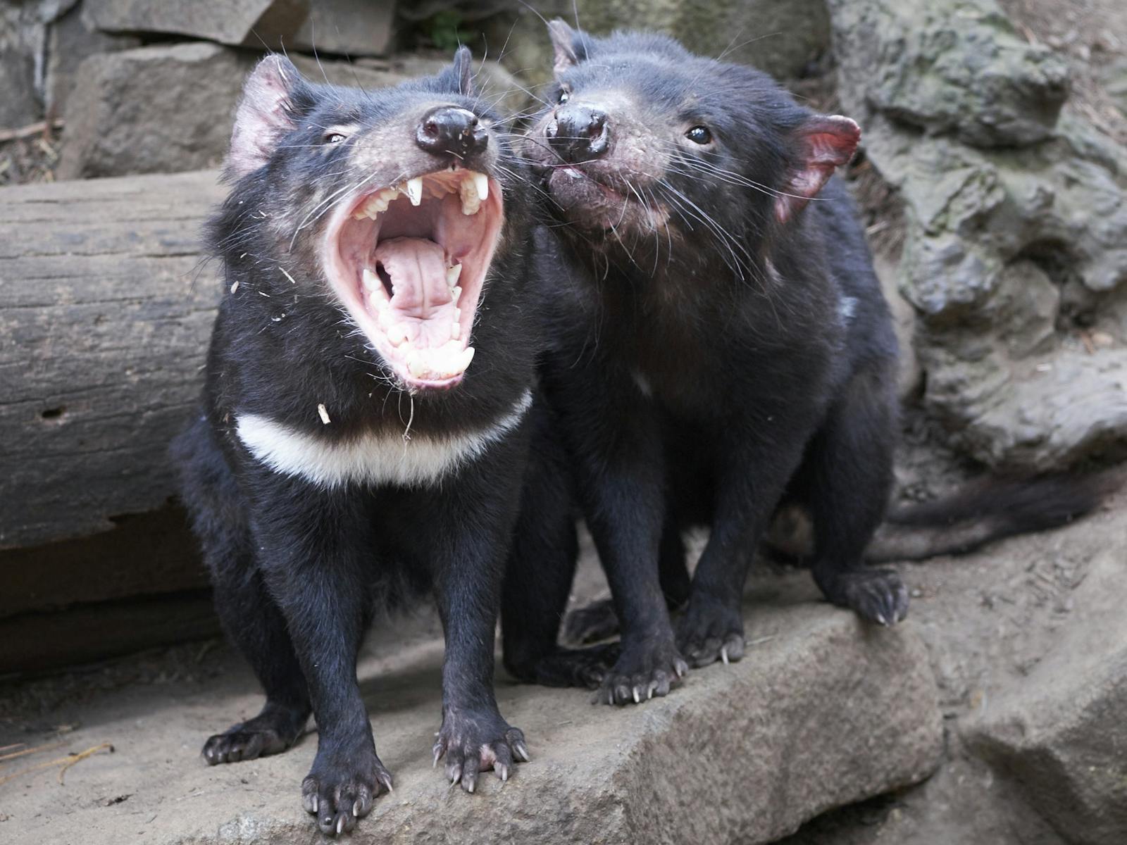 Tasmanian Devil - The Australian Museum