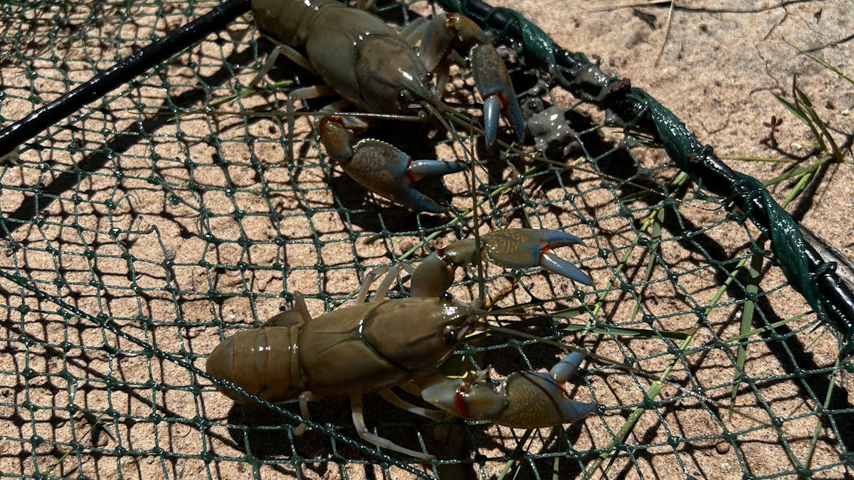 Bush Tucker