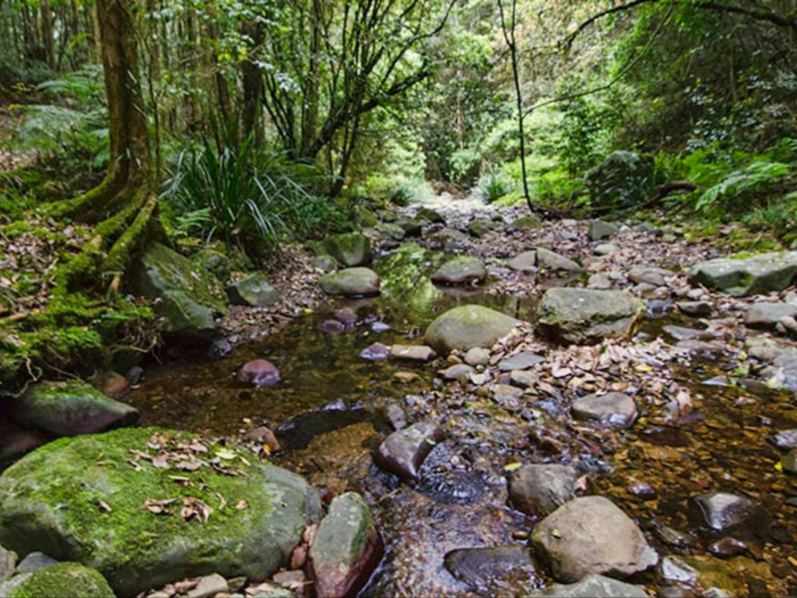 Sharpes Creek Walking Track