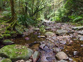 Sharpes Creek walking track