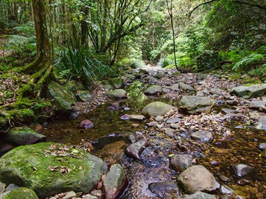 Sharpes Creek Walking Track