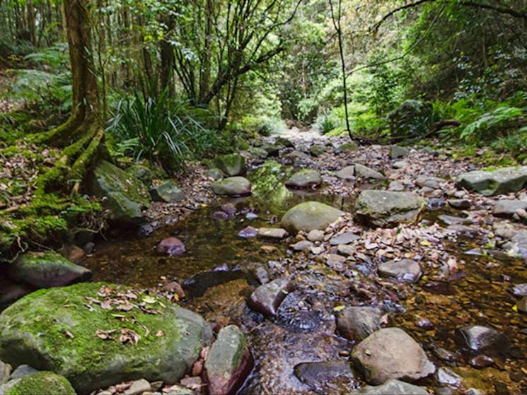 Sharpes Creek walking track