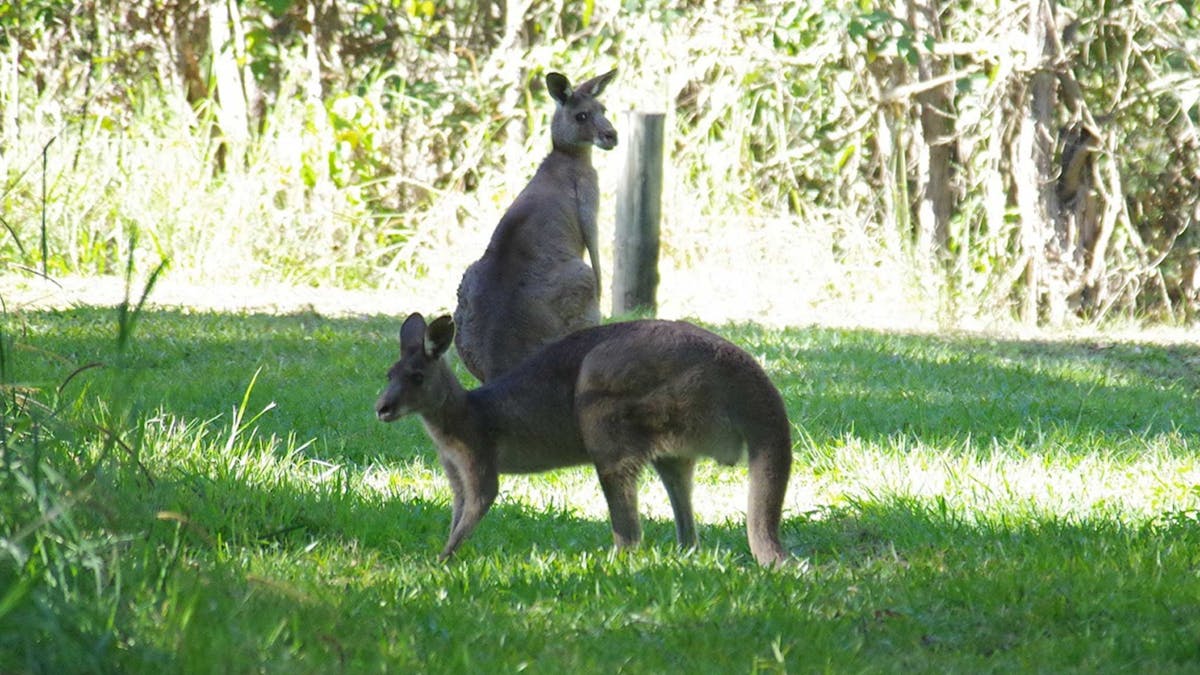 Kangaroos
