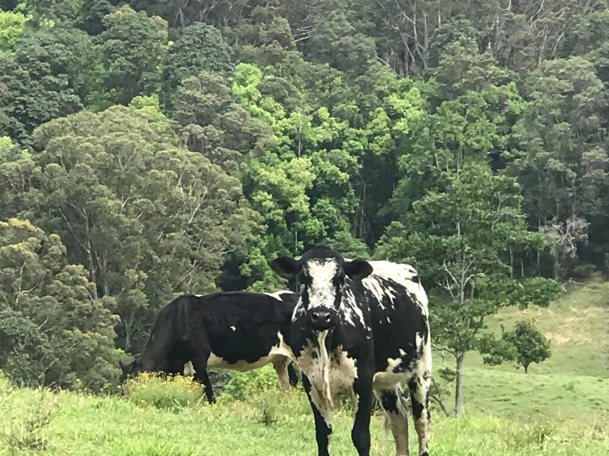 Uralba Cow in paddock