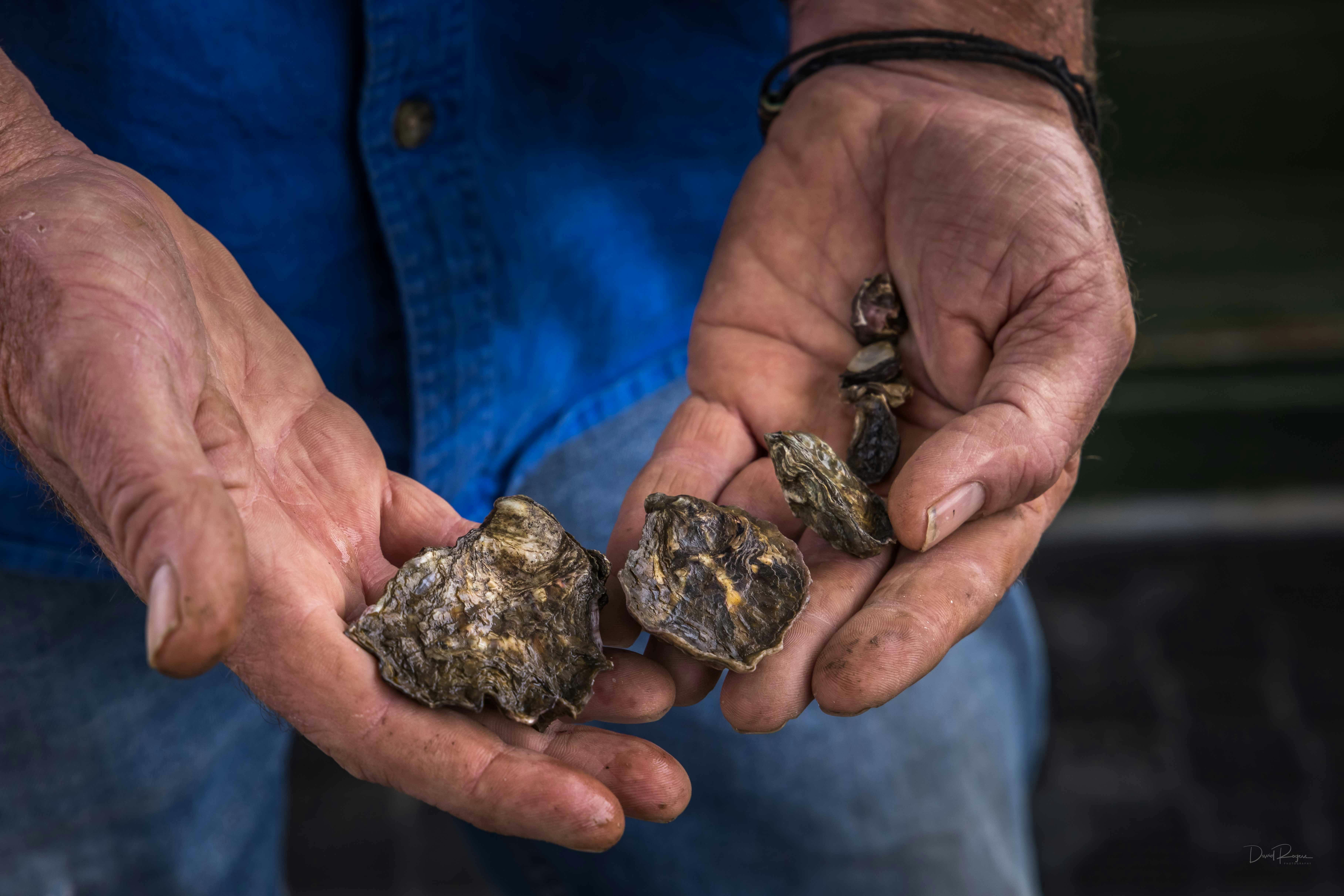 Captain Sponges Magical Oyster Tours, Pambula, Merimbula, Sapphire Coast, oyster tour, oysters