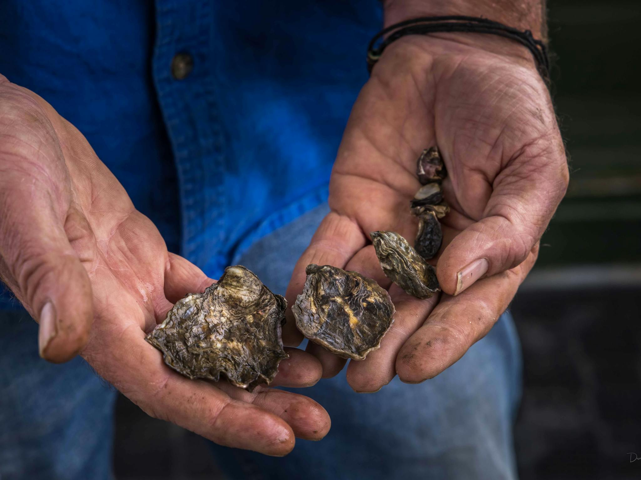 Captain Sponges Magical Oyster Tours, Pambula, Merimbula, Sapphire Coast, oyster tour, oysters