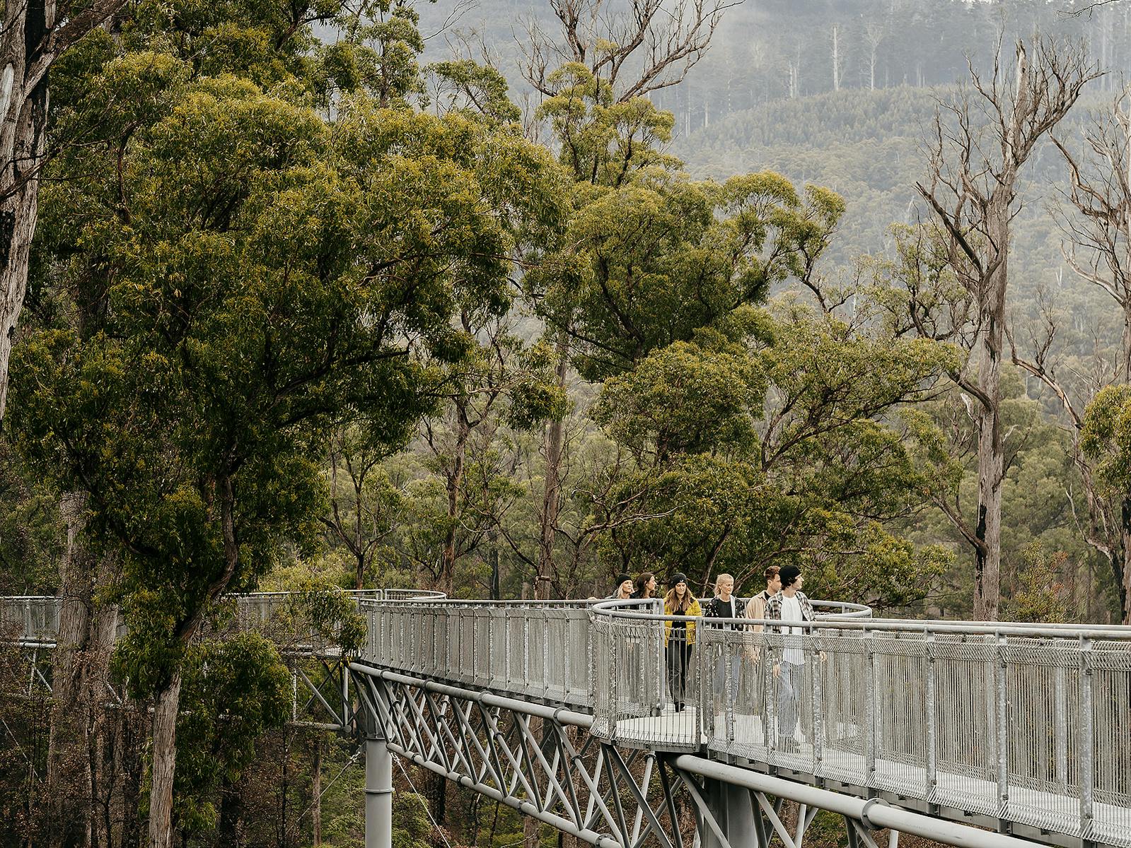 a group of people walking along the Airwalk, 30 metres above the ground, surrounded by tall trees