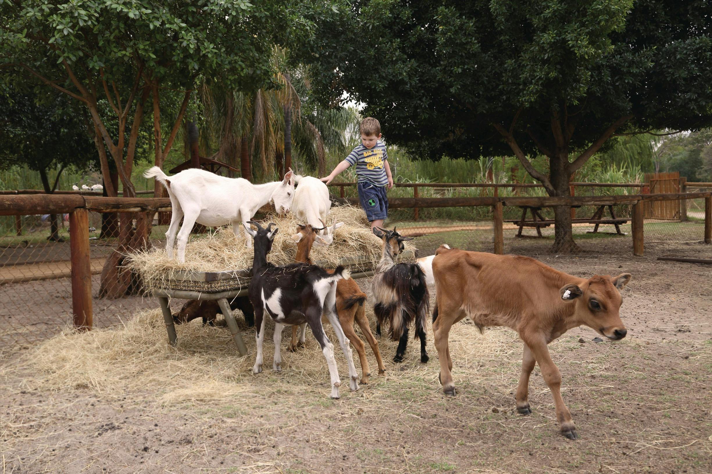 Swan Valley Cuddly Animal Park