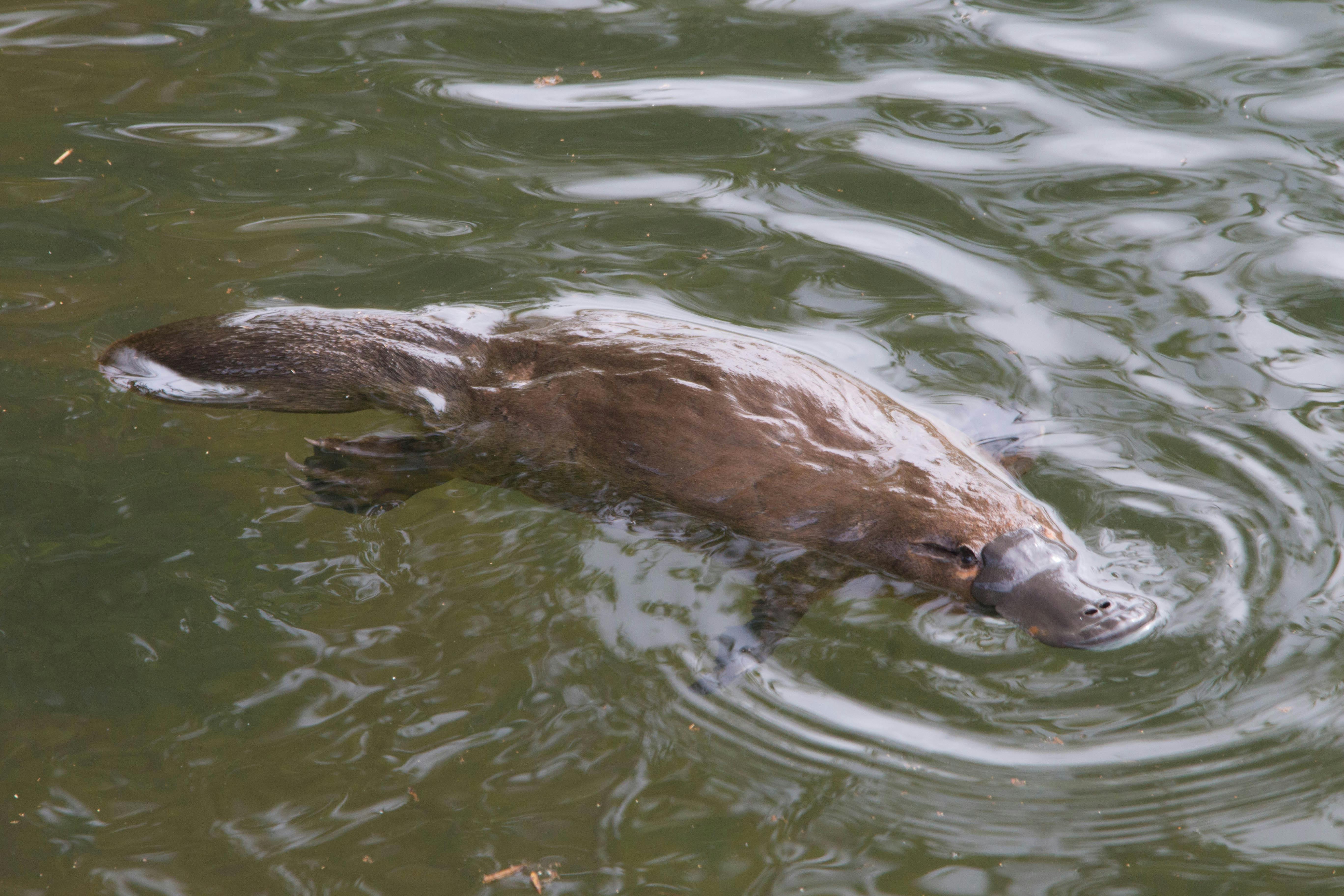 Platypus