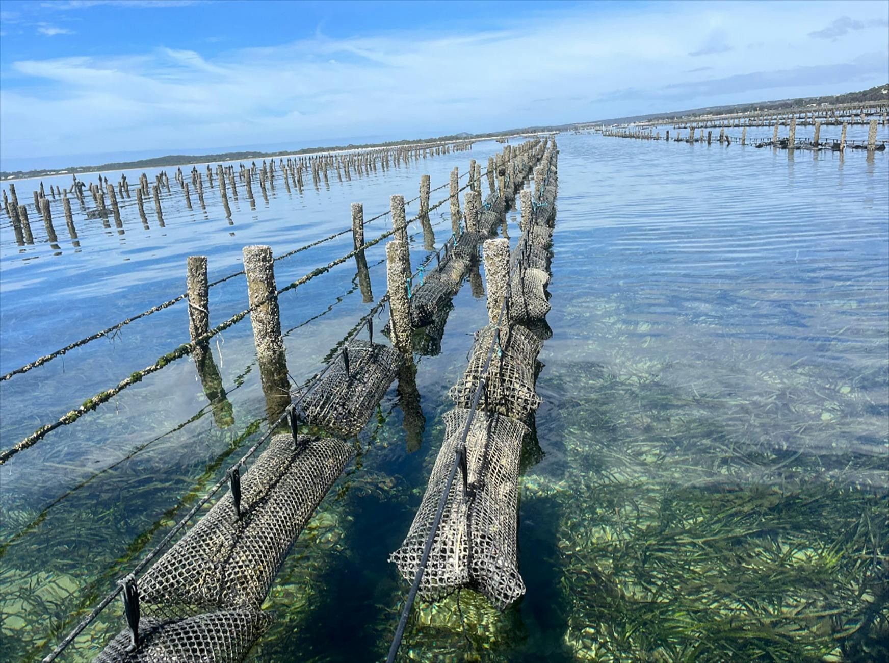 Kangaroo Island Oysters