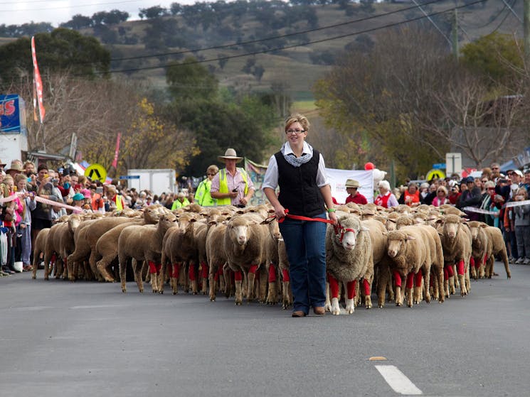 Hundreds of sheep in red socks at Merriwa Festival of the Fleeces.