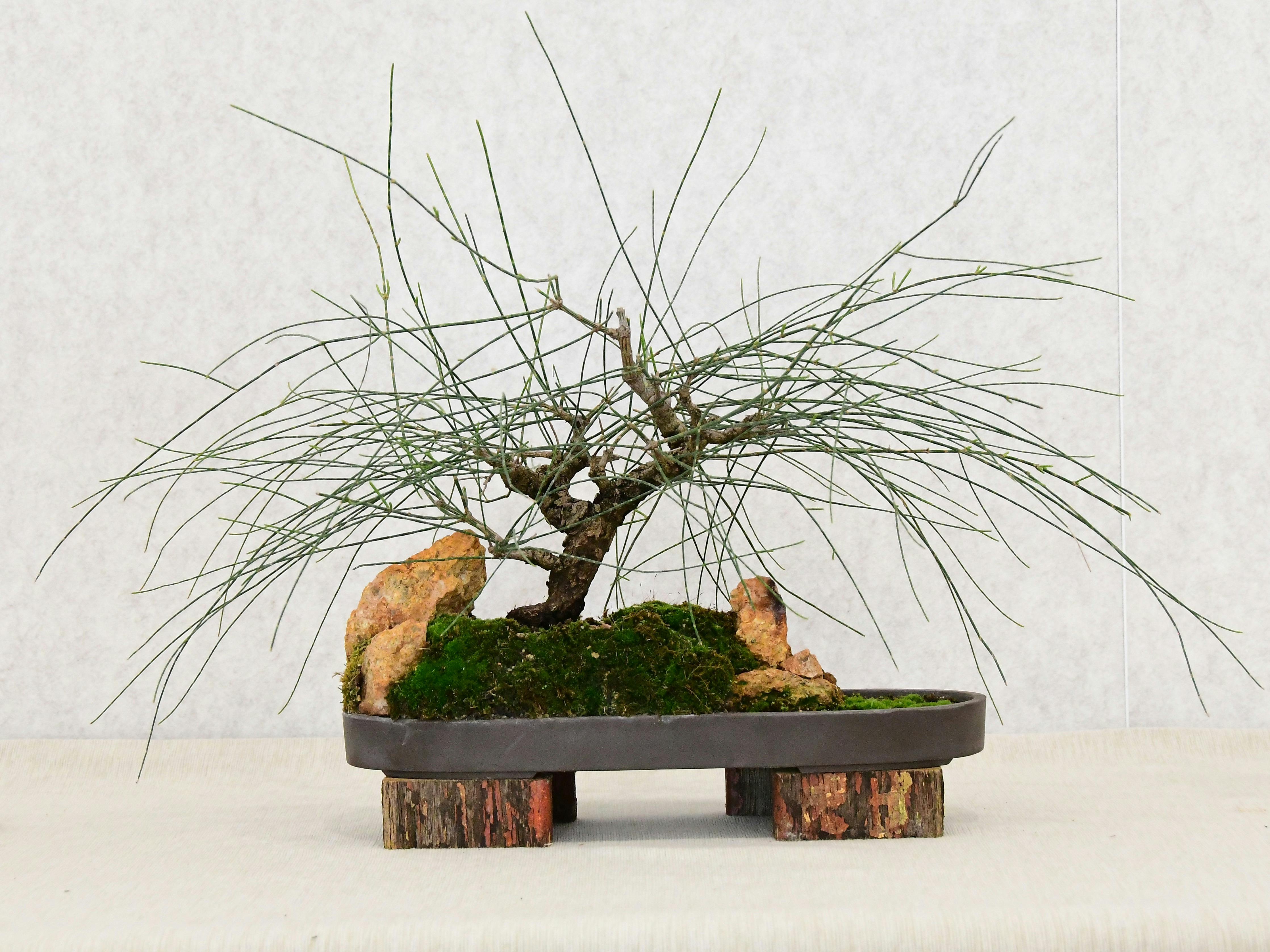 Bonsai Exhibition