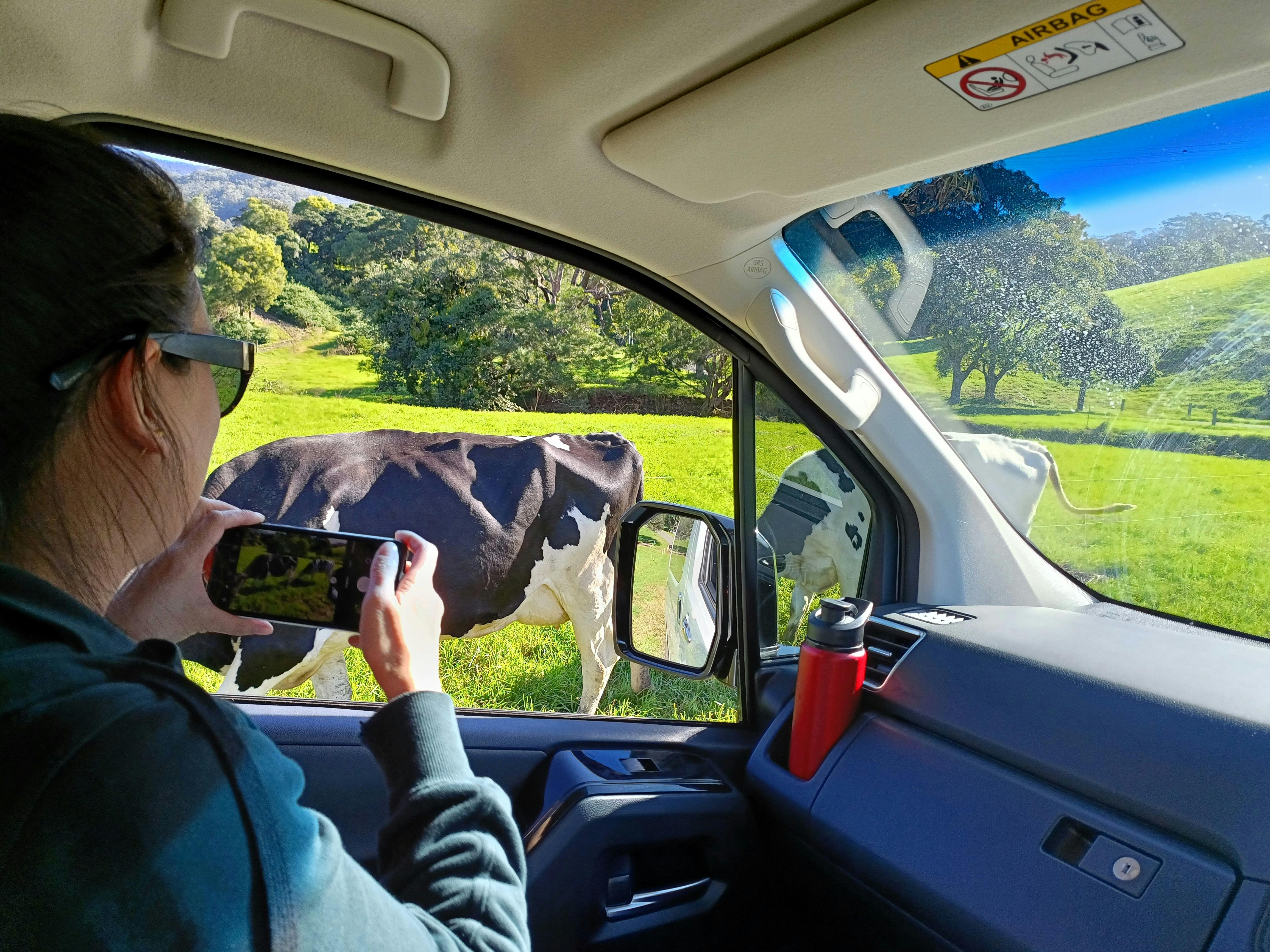 Lady inside a car taking a photo of cows