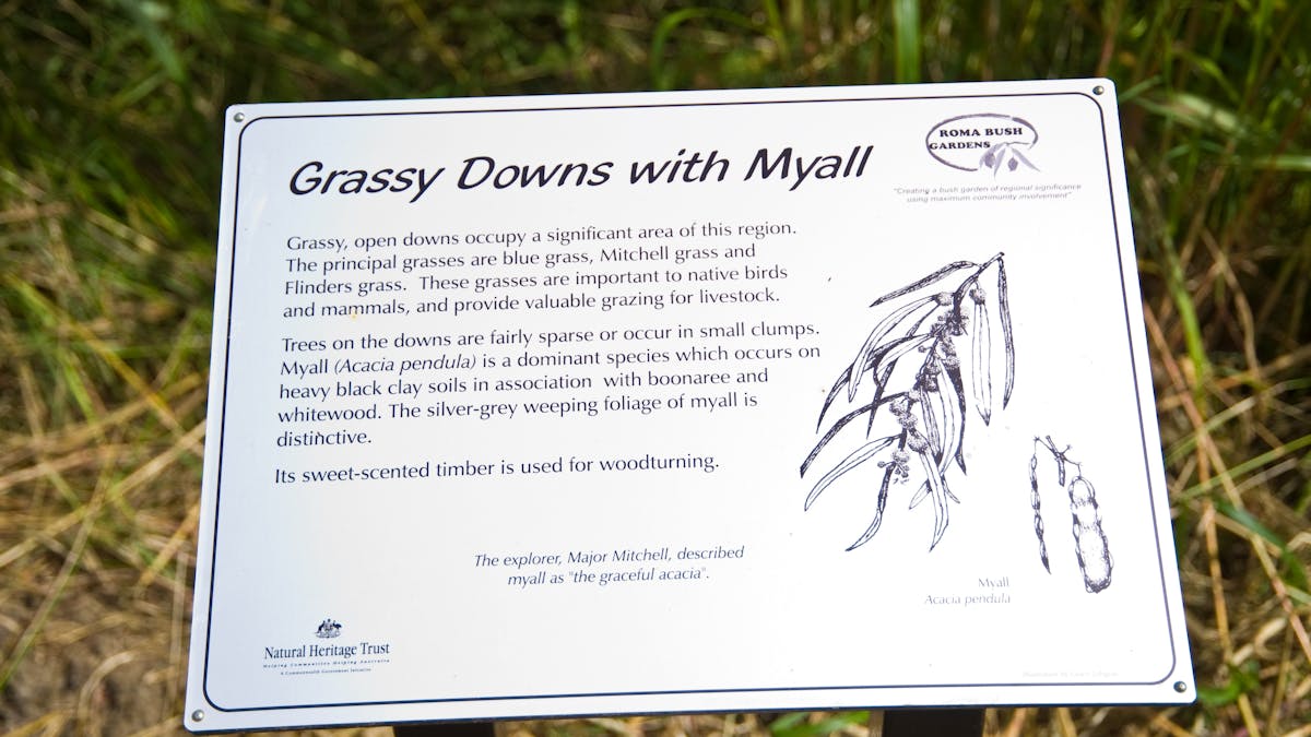 A grey sign with the title "Grassy Downs with Myall' and a description and history of the plant