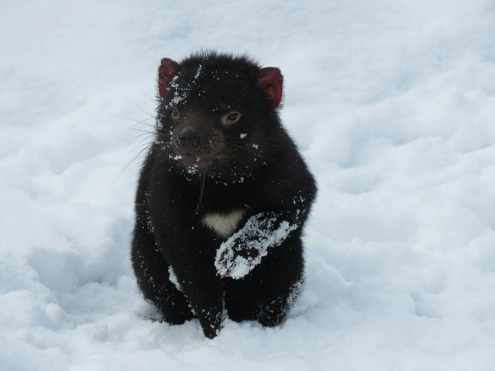 Dessert with the devil image