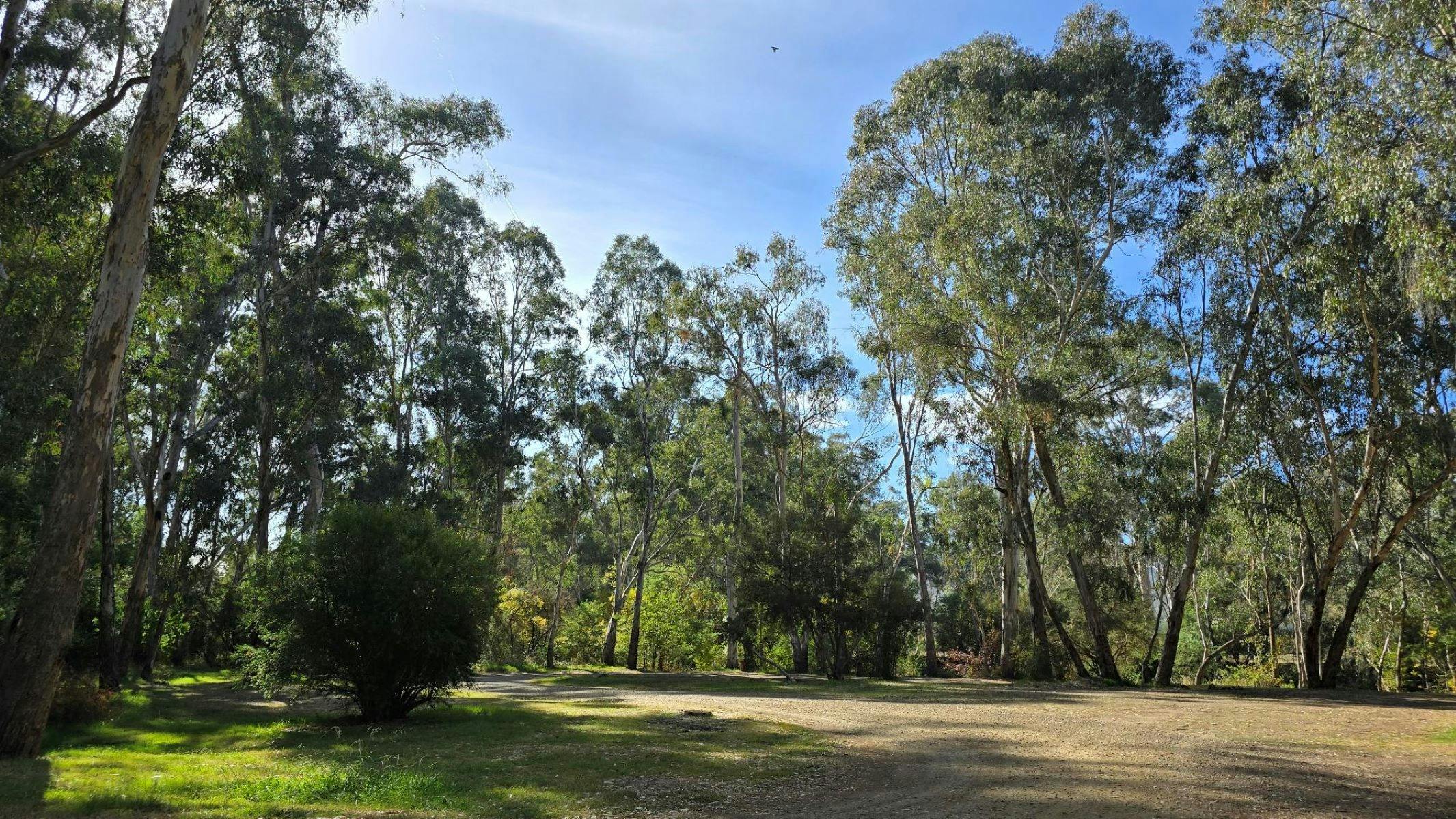 Gravel road with green grass alongside it. Trees and blue sky in the background