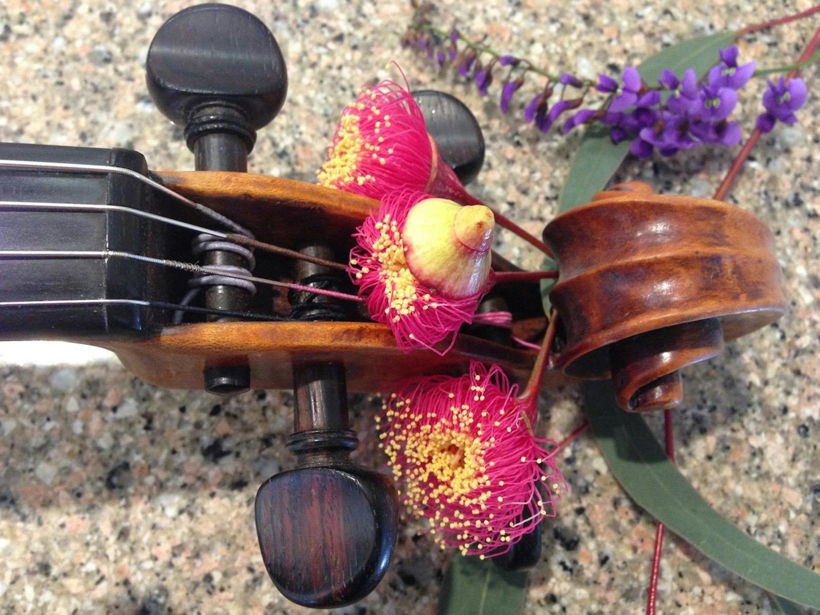 Viola with beautiful gumnut blossoms on the strings