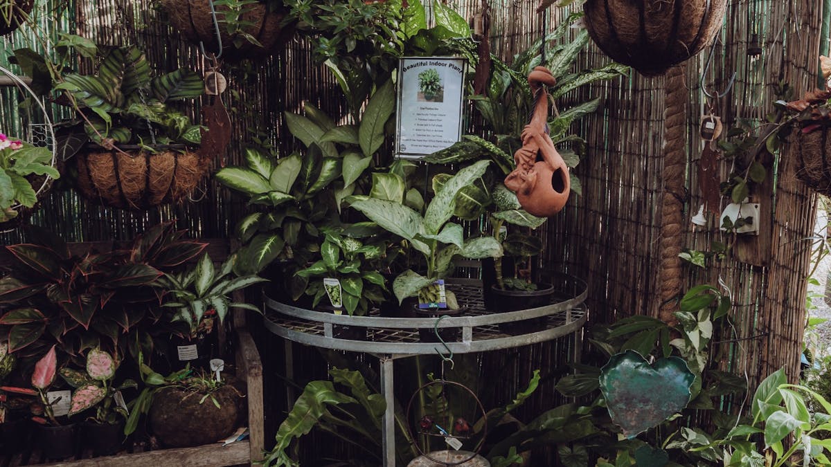 Plants and Gifts Plants and Gifts