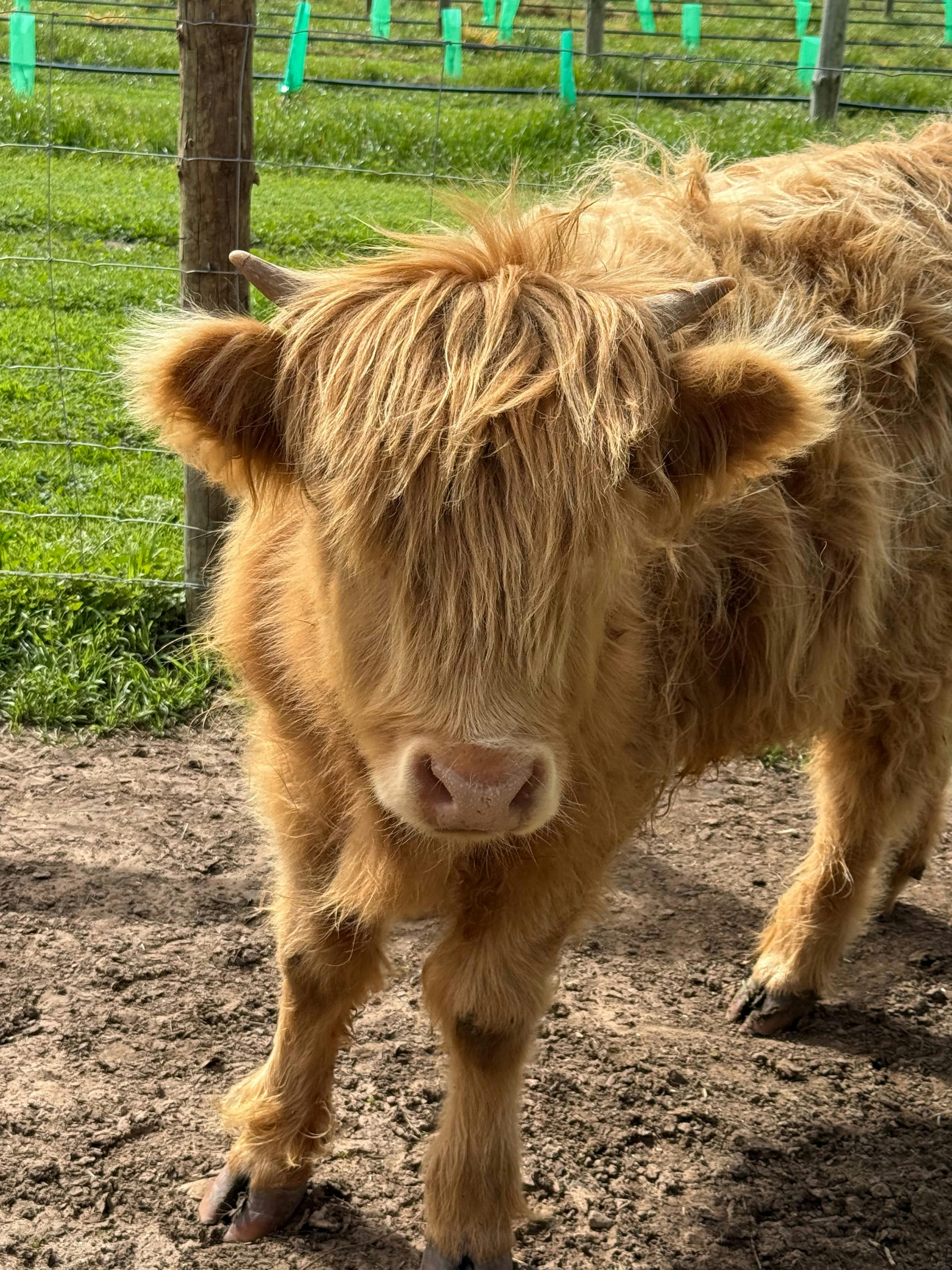 Highland Cow Barossa 1887